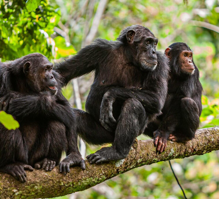 Chimpanzés à Kedougou