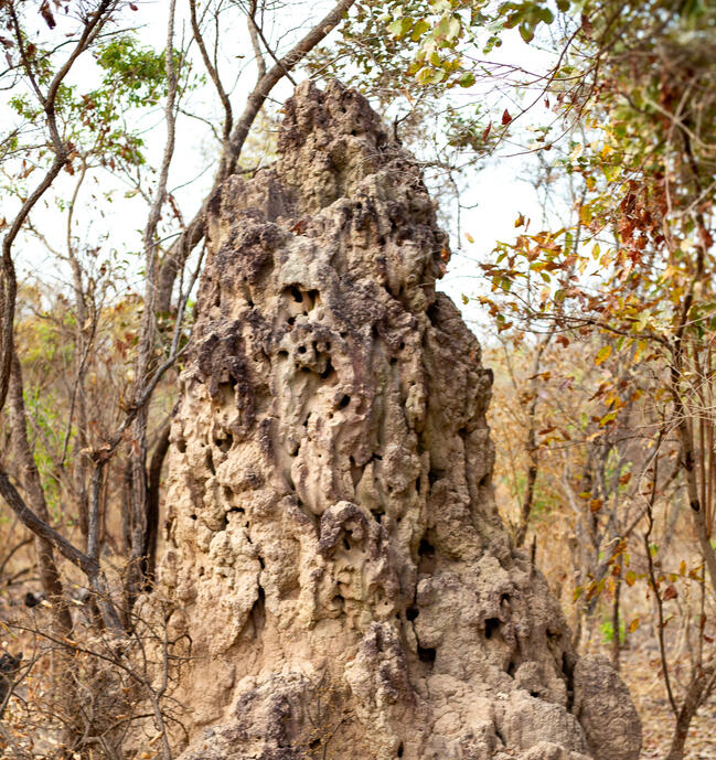 Termitière