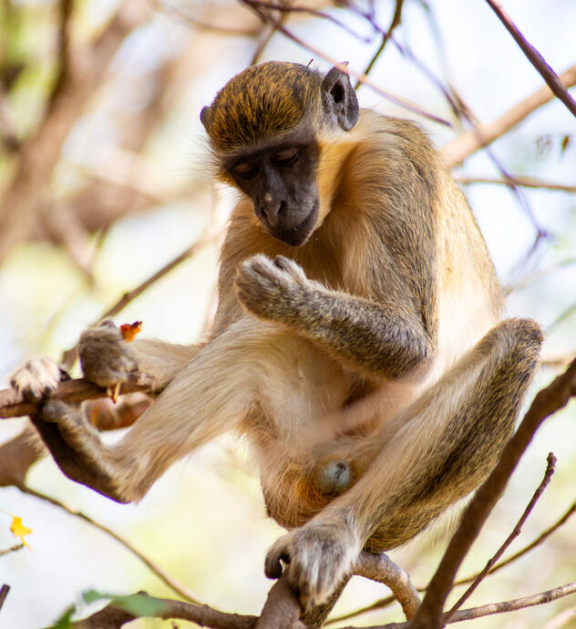 Singe Vert